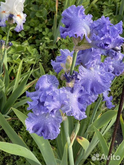 Ирис сортовой