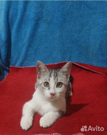 Симпатичный Шотландский Котик Симба В добрые Руки