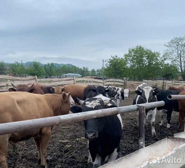 Быки живым весом