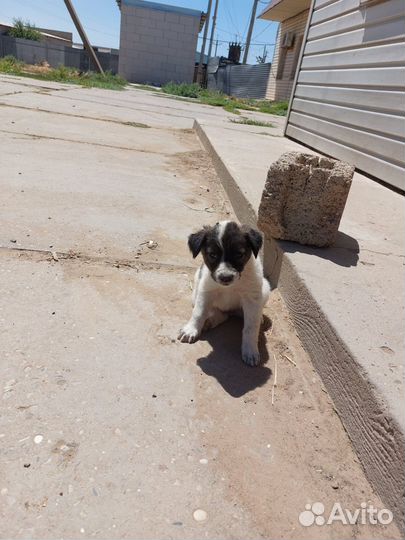 Щеночки лапочки