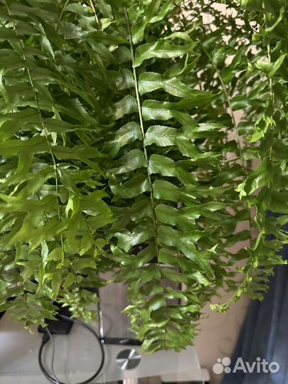 Нефролепис фальката Фурканс