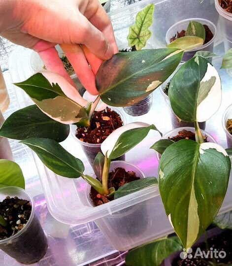 Филодендрон Вайт визард