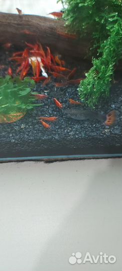 Креветки chery