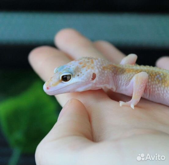 Геккон эублефар