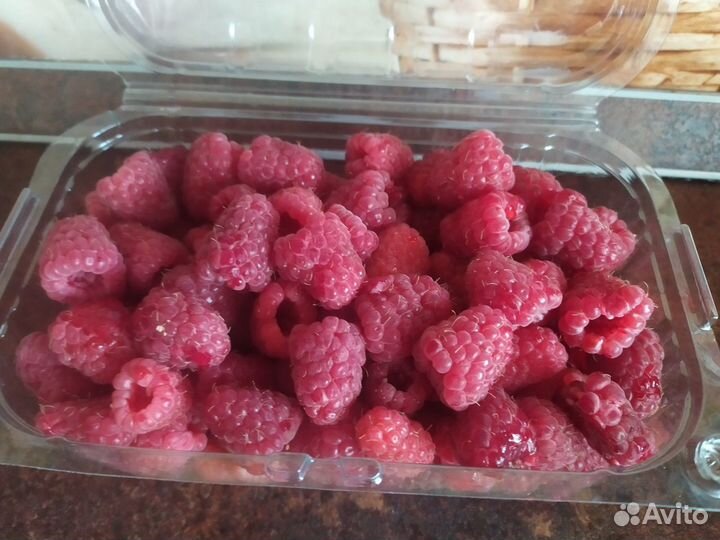 Саженцы малины