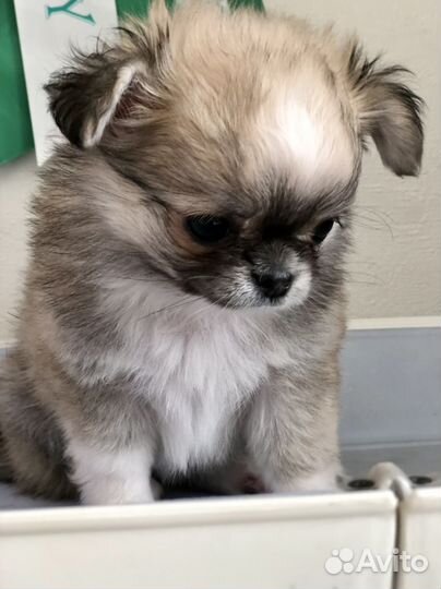 Чихуахуа мини девочка