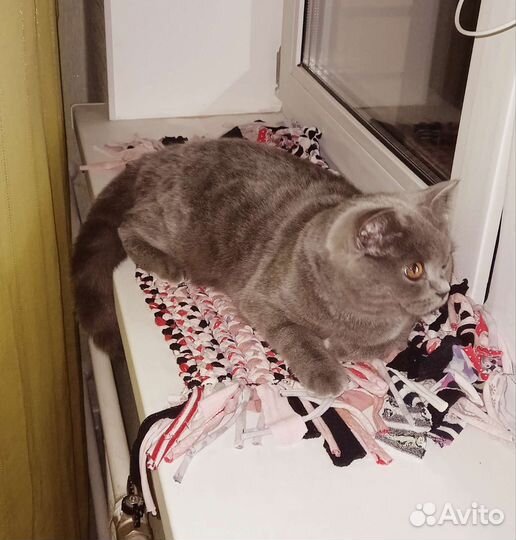 Передержка домашних животных