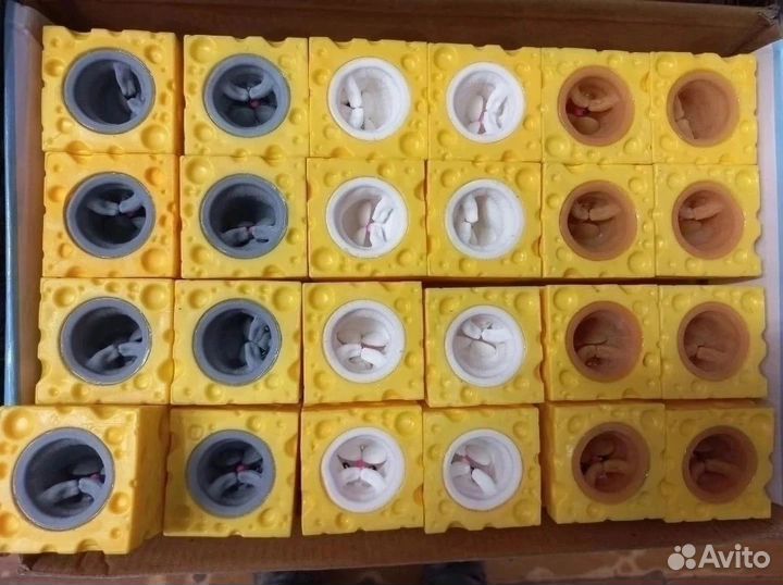 Мышки в сыре, белка сжималка,зайка оптом