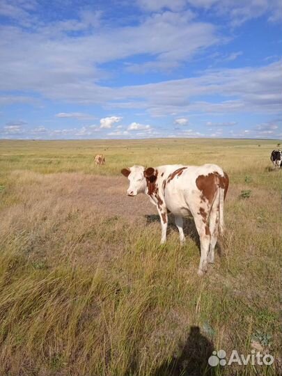 Первотелка и Нетель