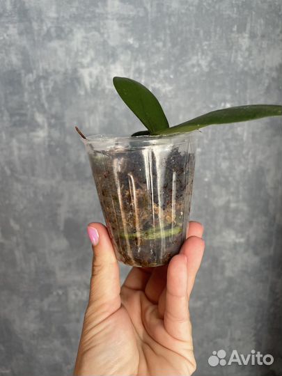 Орхидея подросток нецветущая