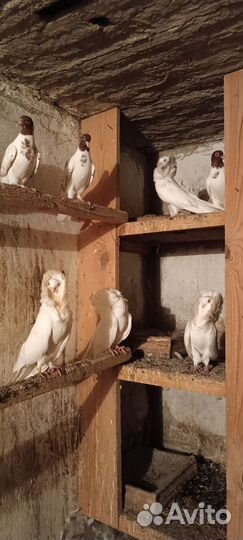 Карликовые куры. Голуби бакинцы, якобинцы