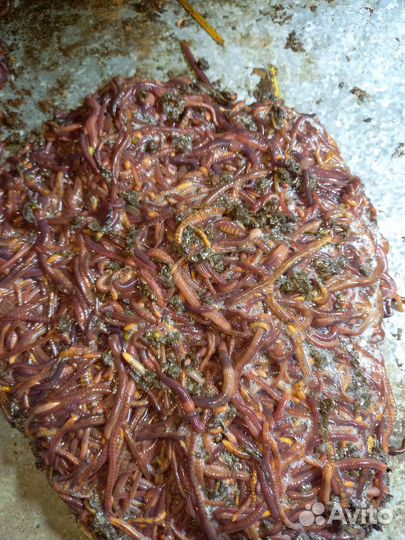 Черви для рыбалки