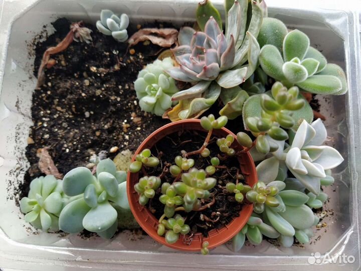 Букет из суккулентов