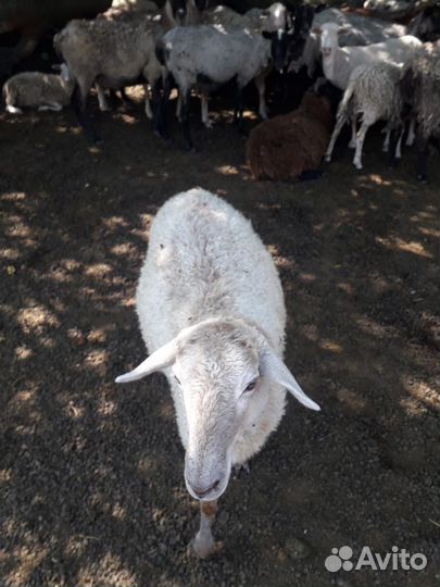 Овцы бараны