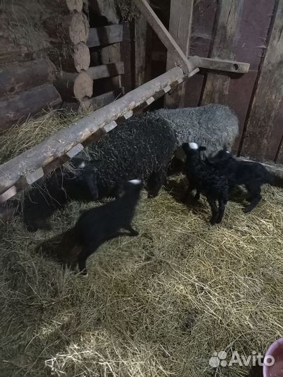 Овцы с ягнятами