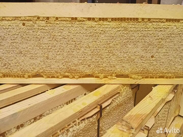 Рамка меда в сотах август 2023