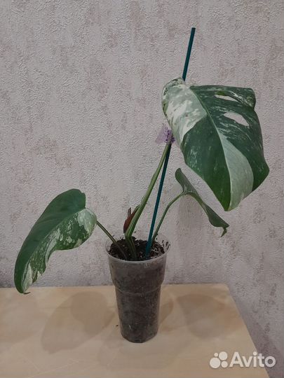 Комнатные растения, цветы в ассортименте