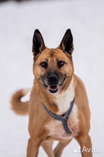 Собака в дар