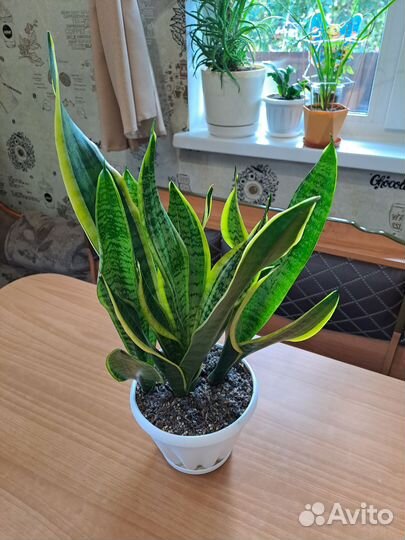 Сансевиерия Лауренти Компакта