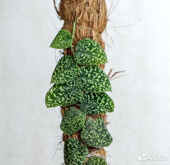 Сциндапсус Snake scale