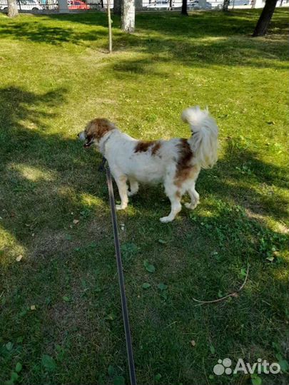 Собака, сука, в добрые руки отдам бесплатно