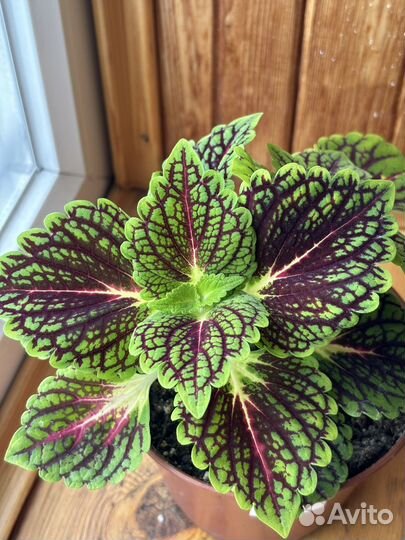 Колеусы вегетативные