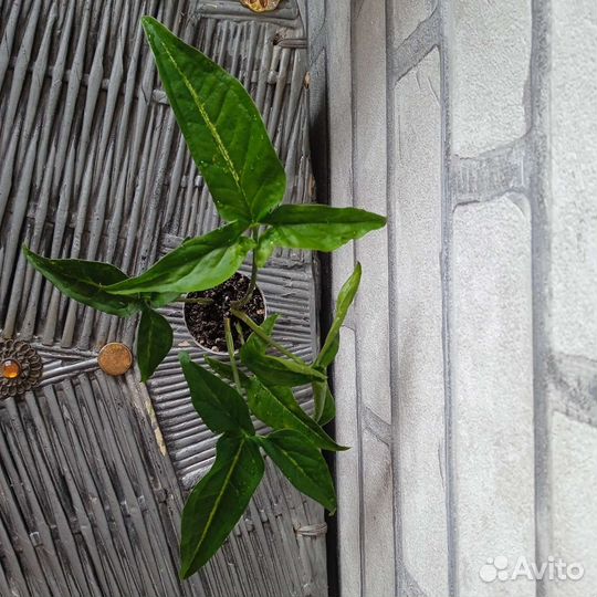 Сингониум ушковатый