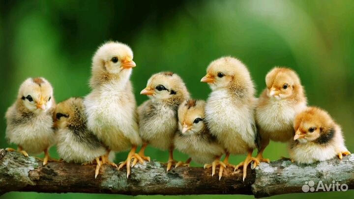 Куры Гусята Утята Цыплята Муларды