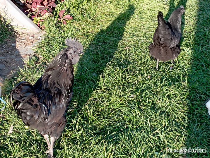 Петух аям чемани