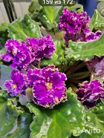 Сортовые фиалки