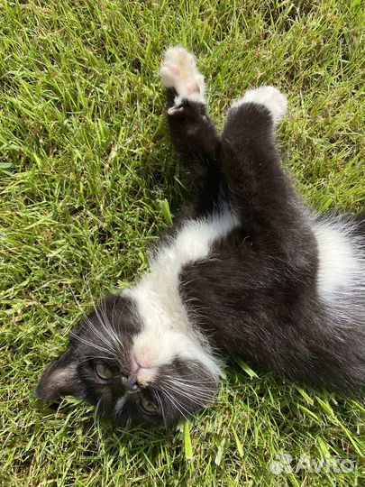 Котик около двух месяцев ищет семью