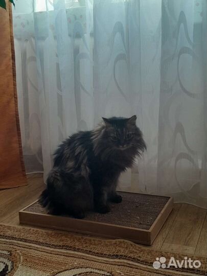 Когтеточка картонная