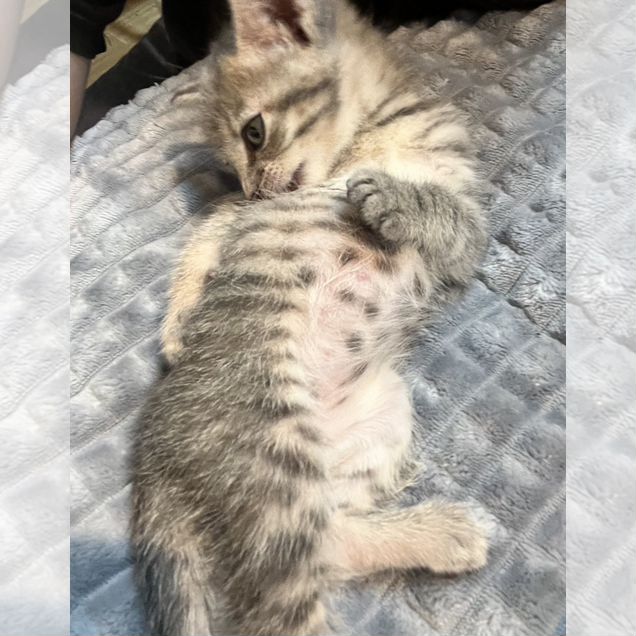 Котёнок в добрые руки