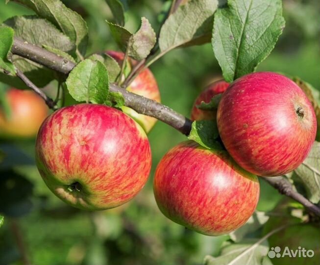 Яблоня 3х лет саженцы с доставкой