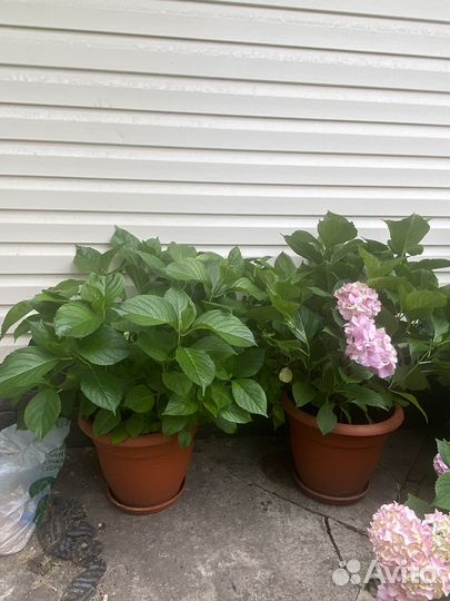 Гортензия розовая