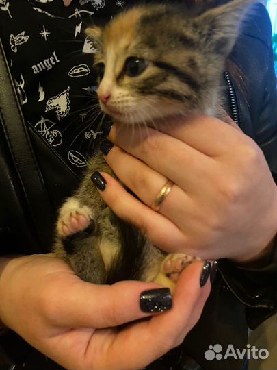 Котёнок шпротёнок в самые добрые руки