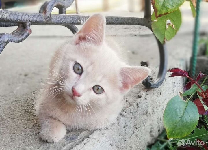 Котенок мальчик в добрые руки