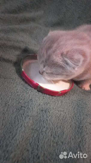 Шотландская