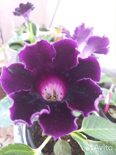 Глоксиния цветущая