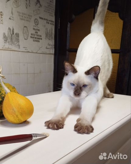 Тайский котенок