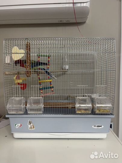 Попугай розелла