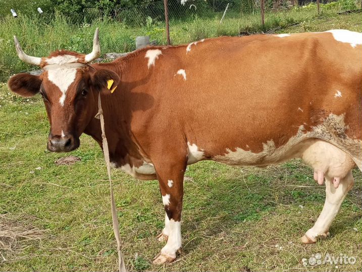 Корова дойная