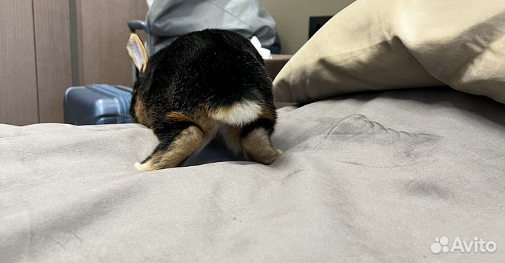 Карликовый кролик (Огневка) с клеткой