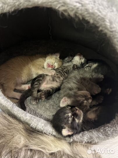 Котята мейнкун