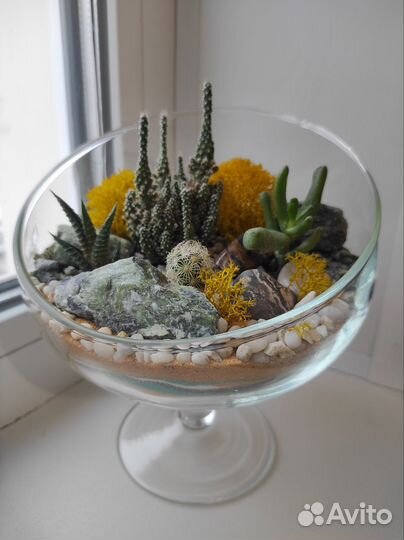 Флорариум суккуленты