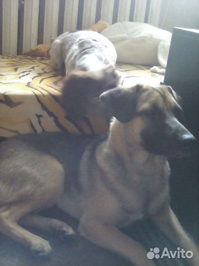 Собака в добрые руки щенок мальчик