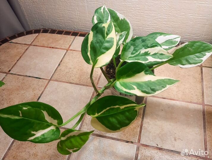 Сциндапсус н джой