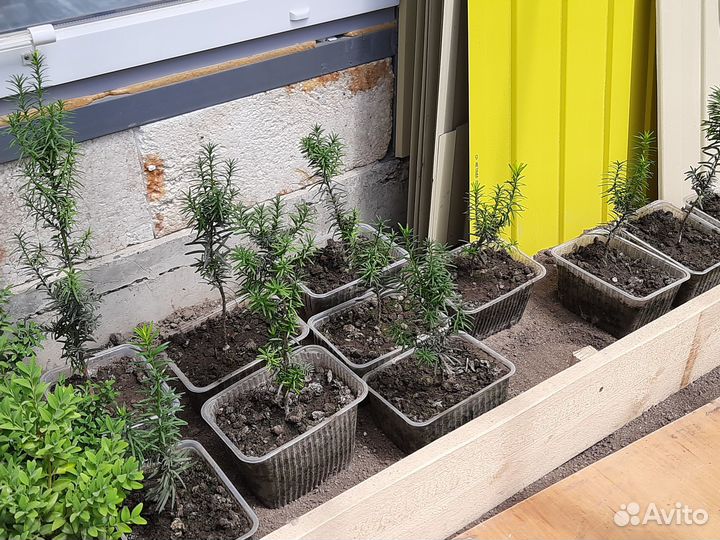 Тис Тис Тис ягодный