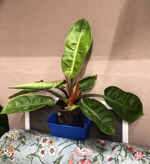 Сатин голд, мунлайт, карамель крем, шароньи