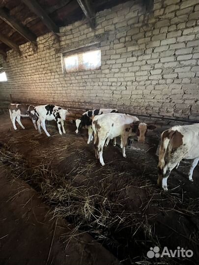 Телки молочные